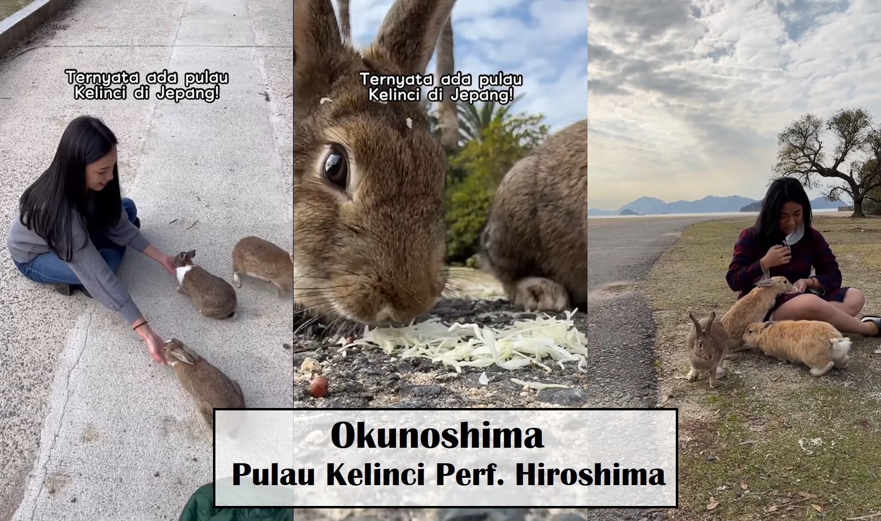 Pulau di Prefektur Hiroshima Jepang Ini Kini Dikuasai oleh Kelinci! Siap-Siap Bawa Wortel!